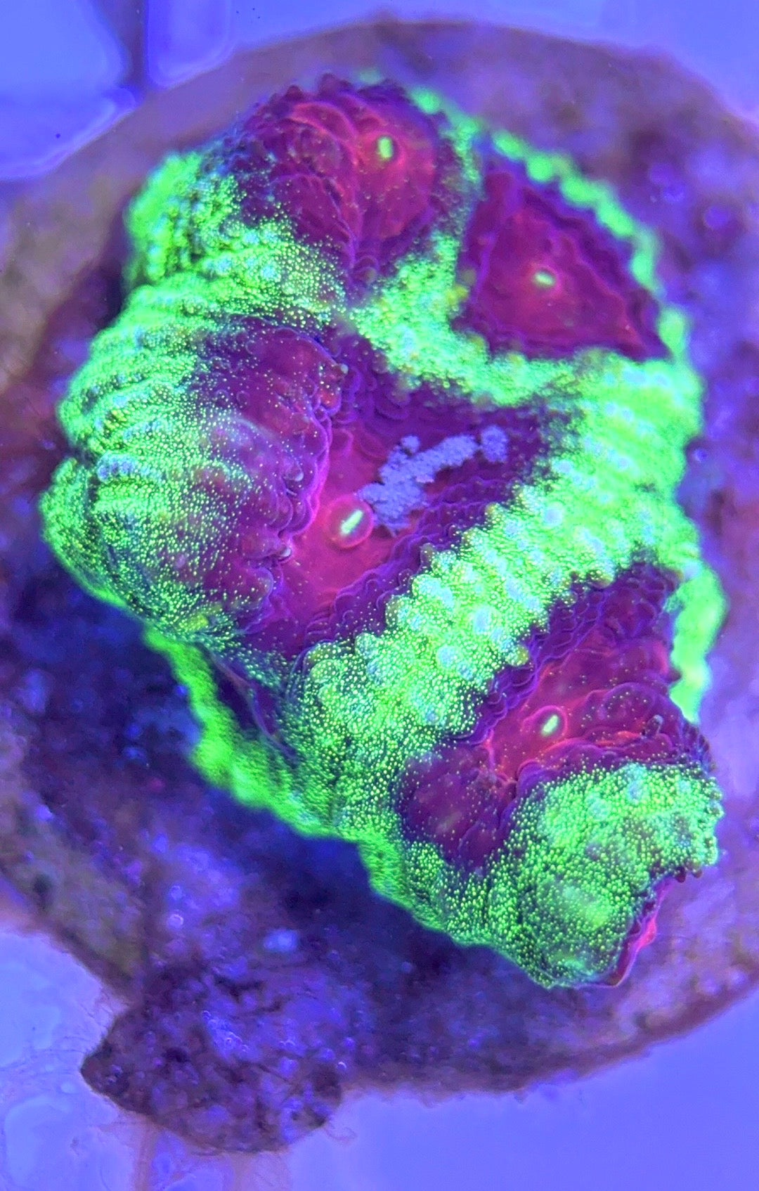 Red Eye Favia REF102501 WYSIWYG