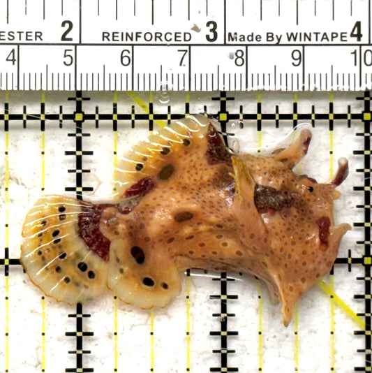 Angler A090301 WYSIWYG Size: M 2.5" approx