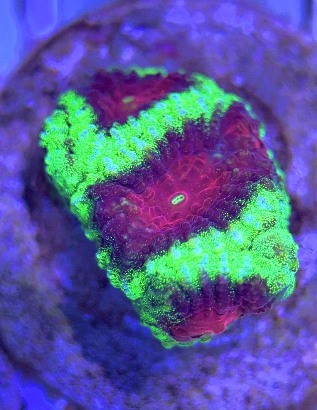 Red Eye Favia REF102502 WYSIWYG