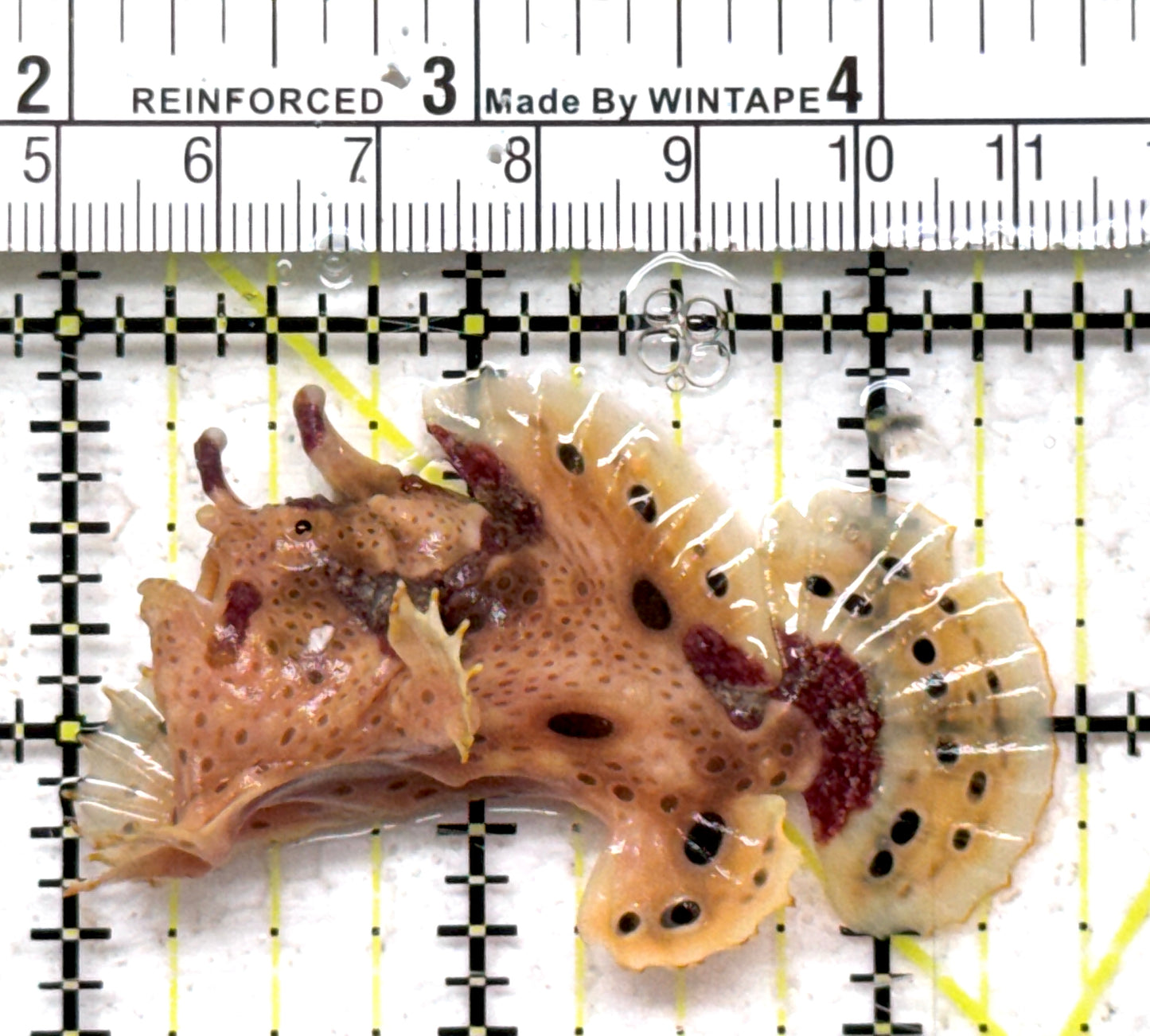 Angler A090301 WYSIWYG Size: M 2.5" approx