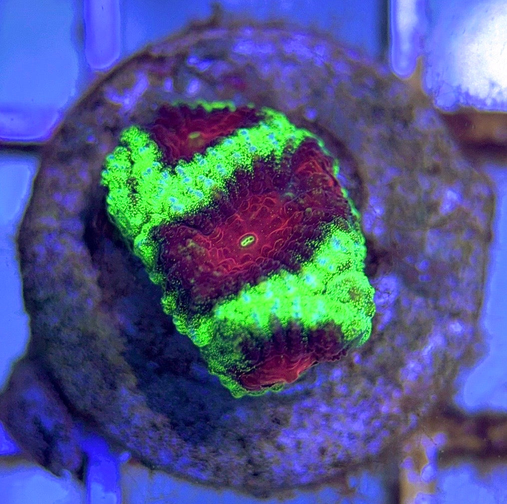 Hot Assorted neon Favia (Unique) Size: M 0.75" to 1" - Violet Aquarium 