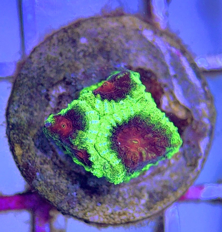 Hot Assorted neon Favia (Unique) Size: M 0.75" to 1" - Violet Aquarium 