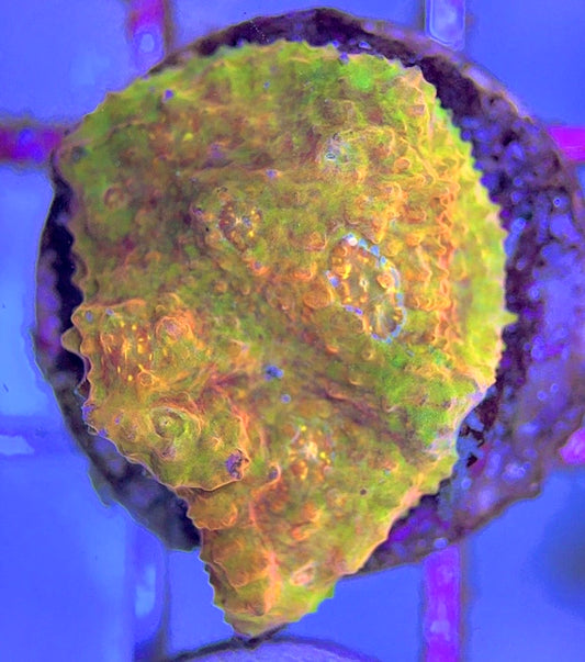 Aussie Ultra Echinata AUE102501 WYSIWYG