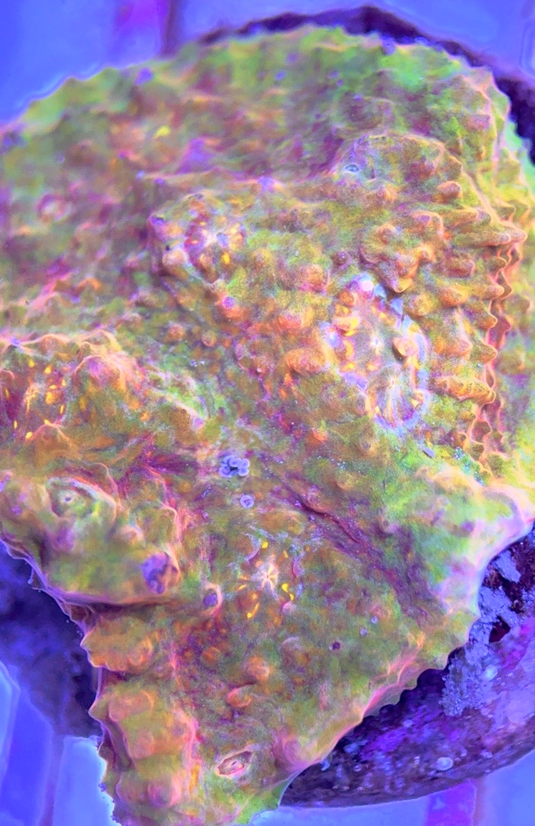 Aussie Ultra Echinata AUE102501 WYSIWYG