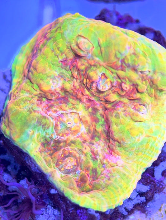 Aussie Ultra Echinata AUE102502 WYSIWYG