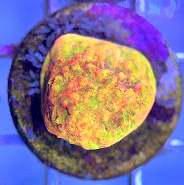 Aussie Ultra Echinata AUE102503 WYSIWYG