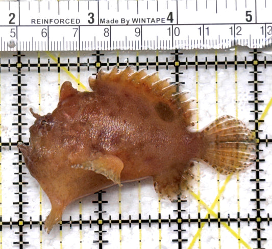 Angler A090303 WYSIWYG Size: ML 3" approx