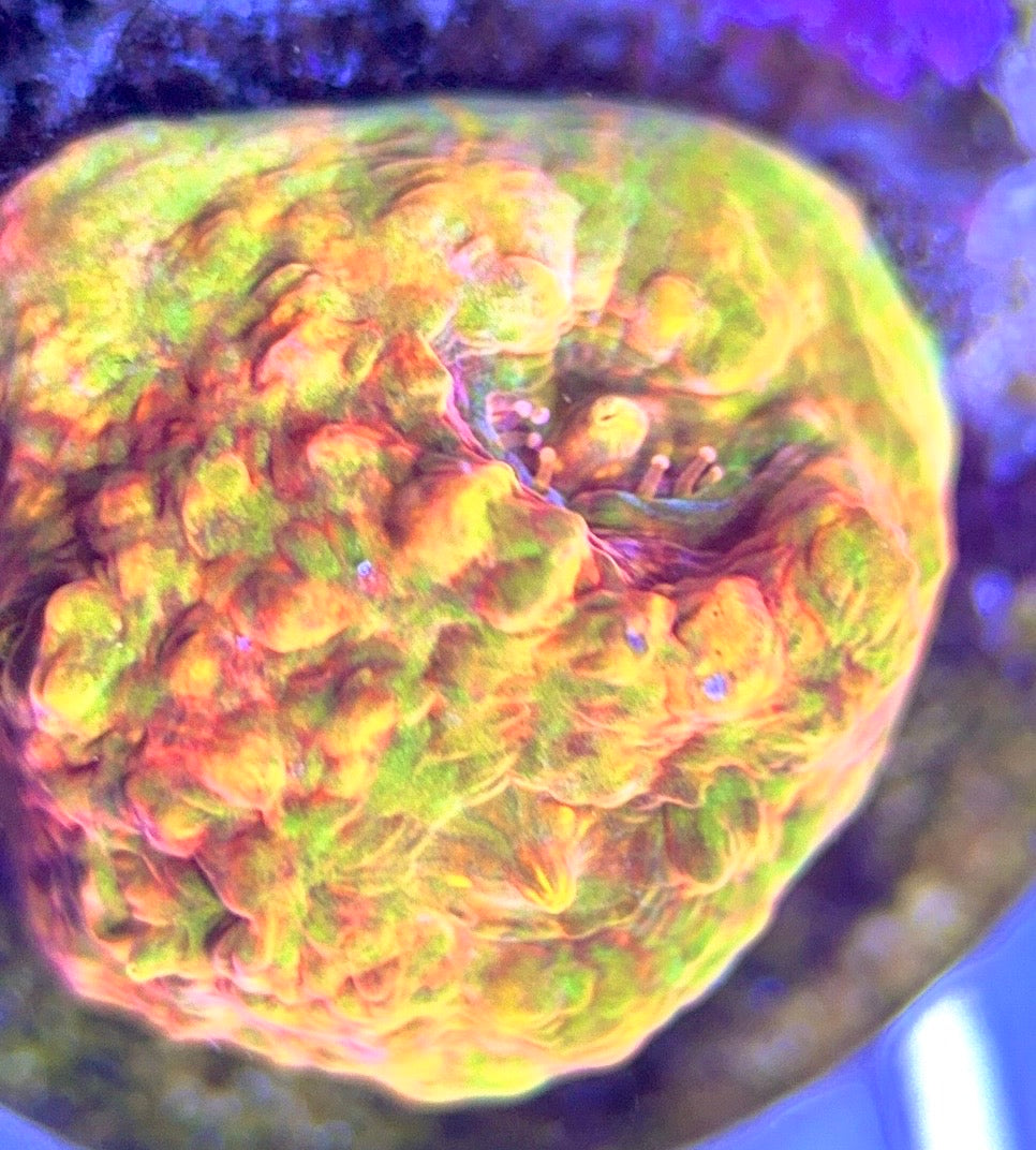 Aussie Ultra Echinata AUE102503 WYSIWYG