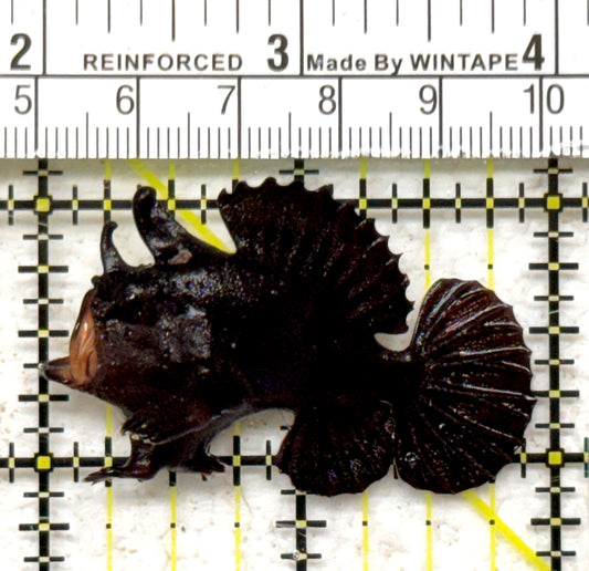 Black Angler BA090301 WYSIWYG Size: S 2" approx