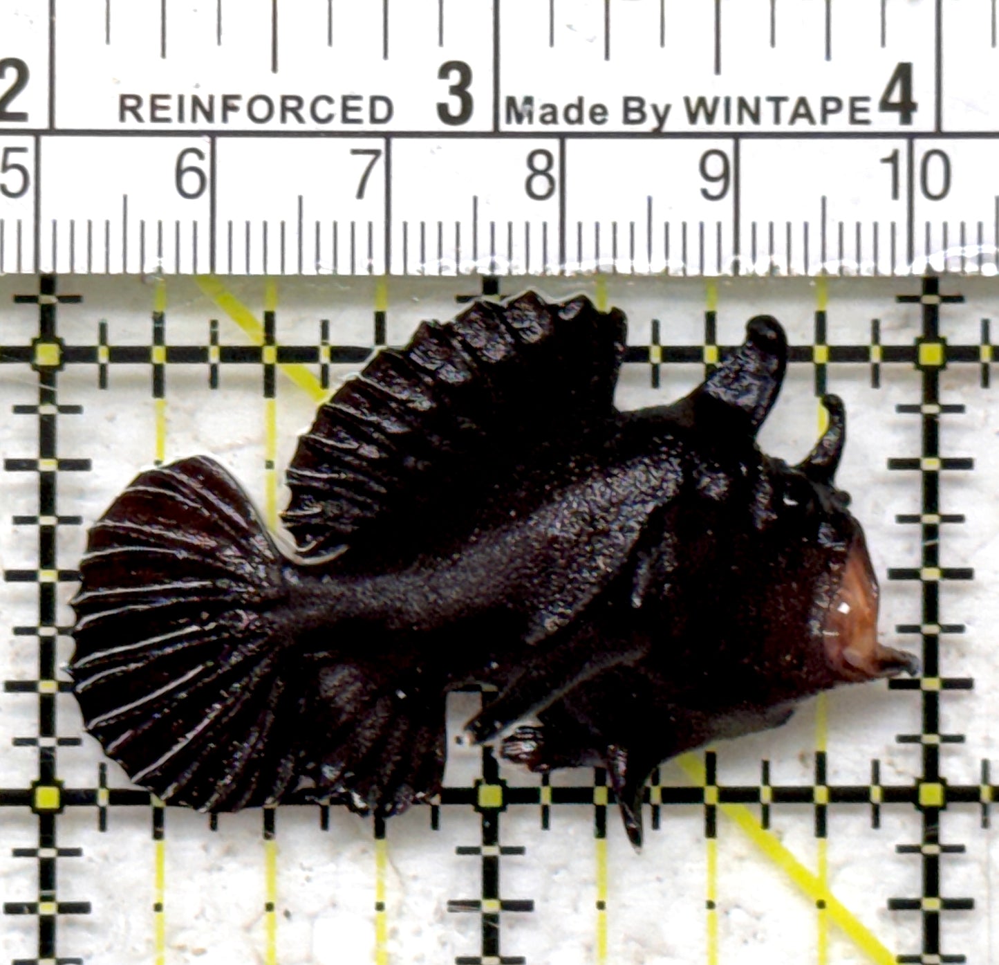 Black Angler BA090301 WYSIWYG Size: S 2" approx