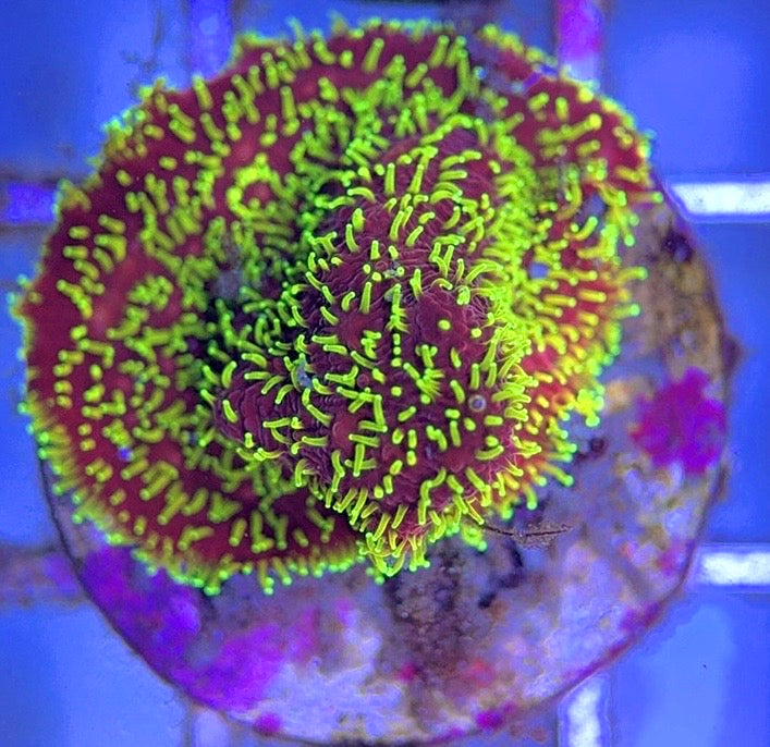 VA Freak Hair Pavona (Aquacultured) Size: 0.5" to 1" Frag - Violet Aquarium 