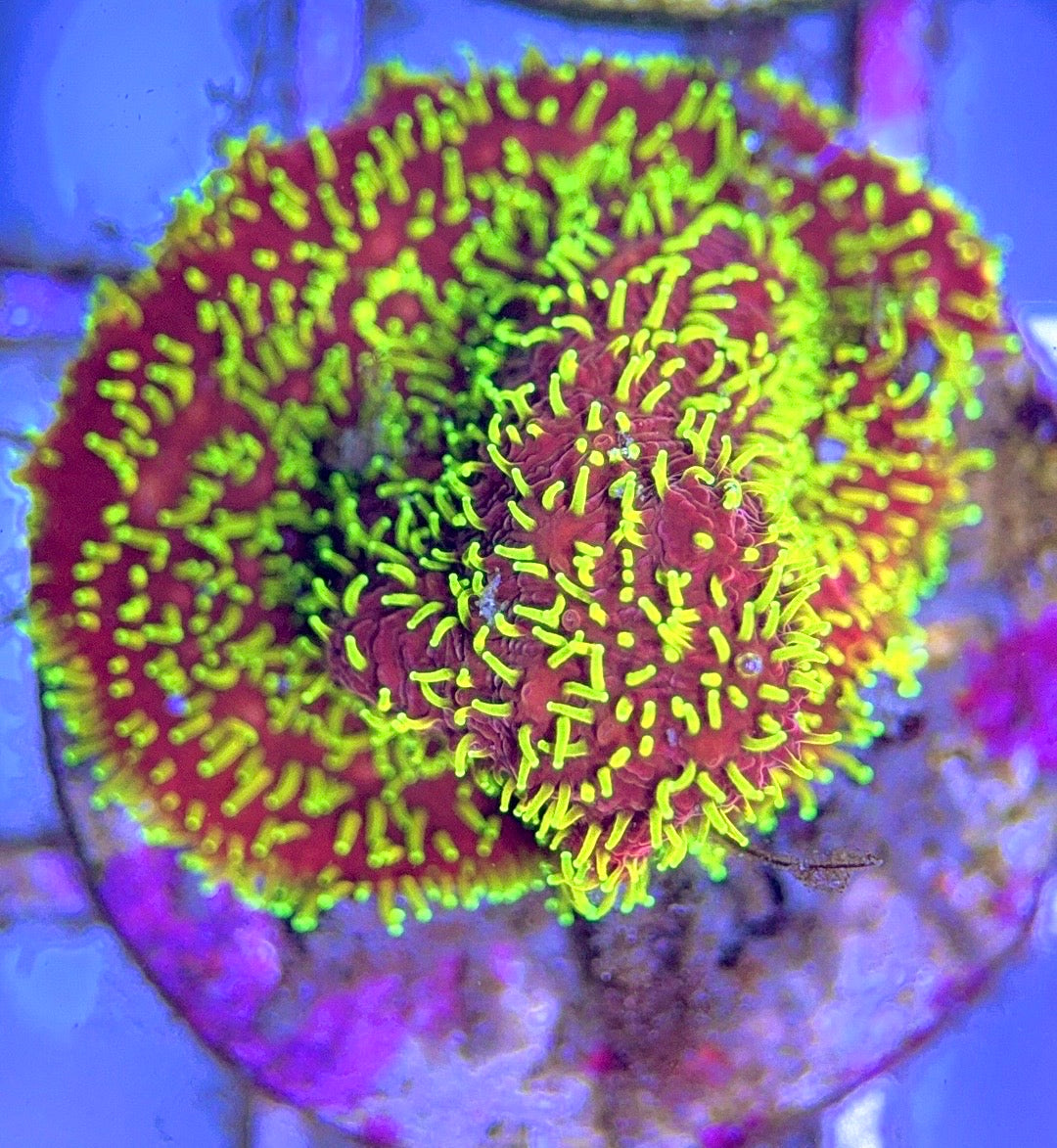 VA Freak Hair Pavona (Aquacultured) Size: 0.5" to 1" Frag - Violet Aquarium 
