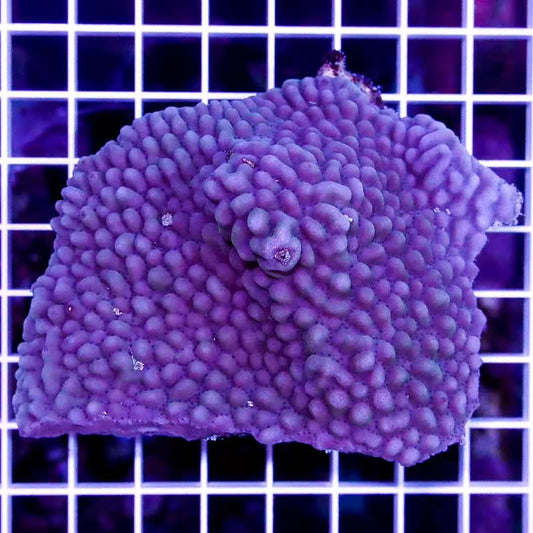 Aussie Purple Galaxy Monti APGM020601 WYSIWYG