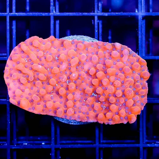Aussie Dragonfruit Monti ADM020601 WYSIWYG