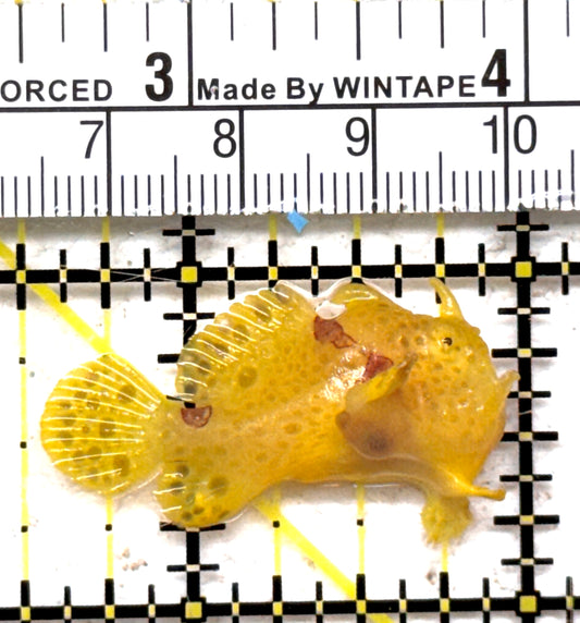 Angler A090305 WYSIWYG Size: S 1.5" approx