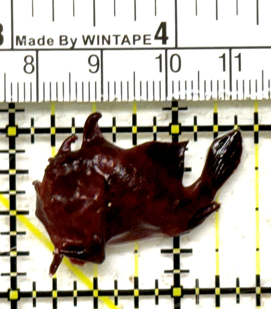 Angler A090306 WYSIWYG Size: S 1.5" approx