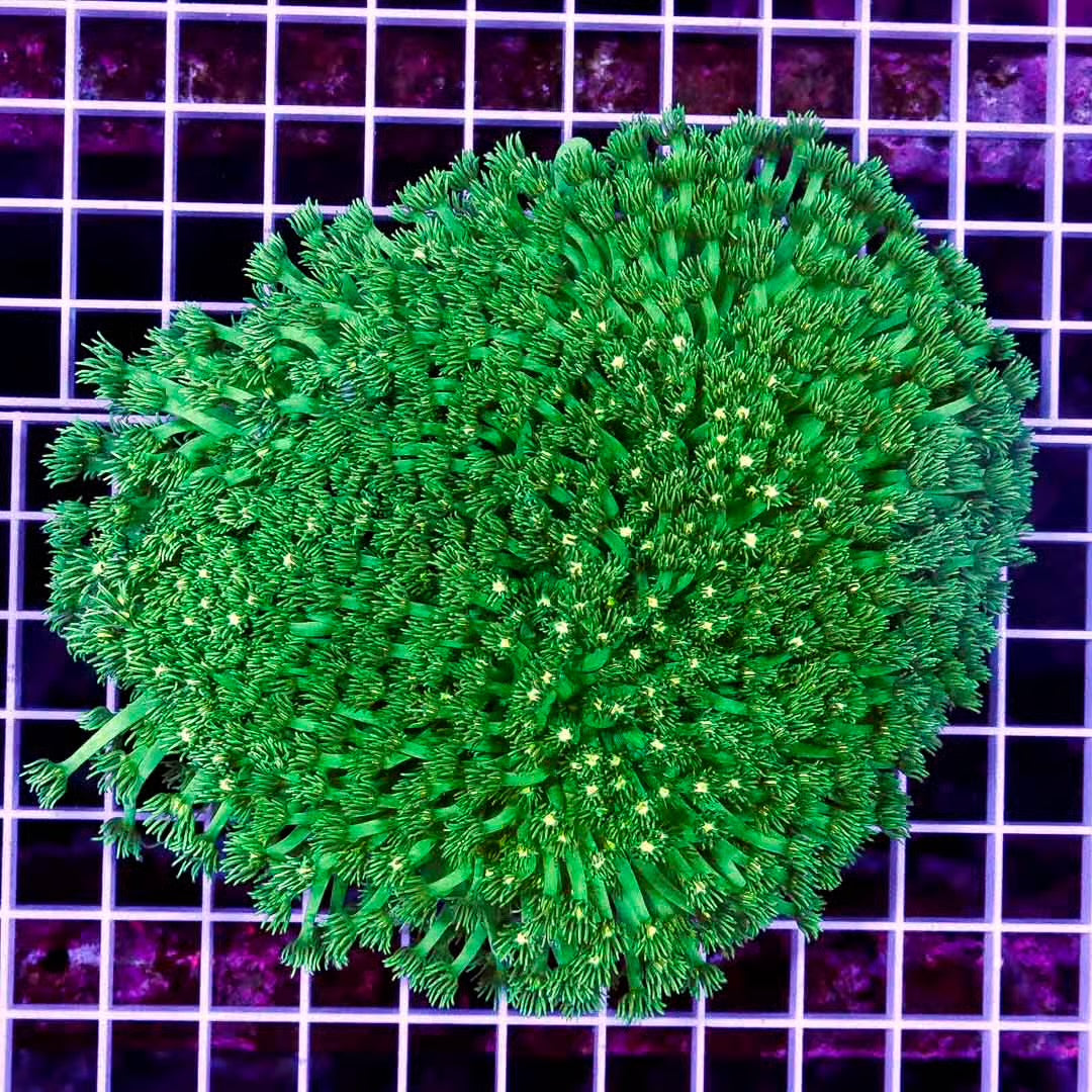 Western Australia Fancy Neon Goniopora WAFNG020601 WYSIWYG
