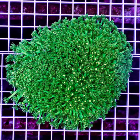 Western Australia Fancy Neon Goniopora WAFNG020601 WYSIWYG
