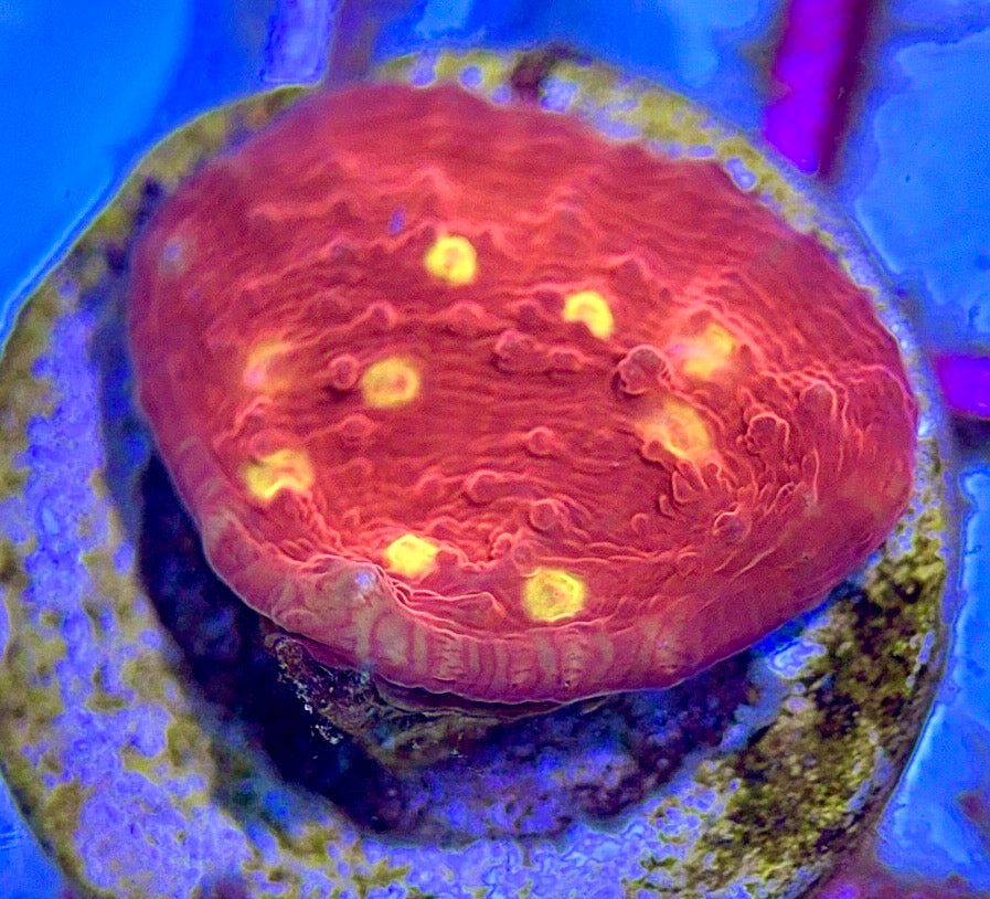 Golden Eye Chalice - Violet Aquarium 