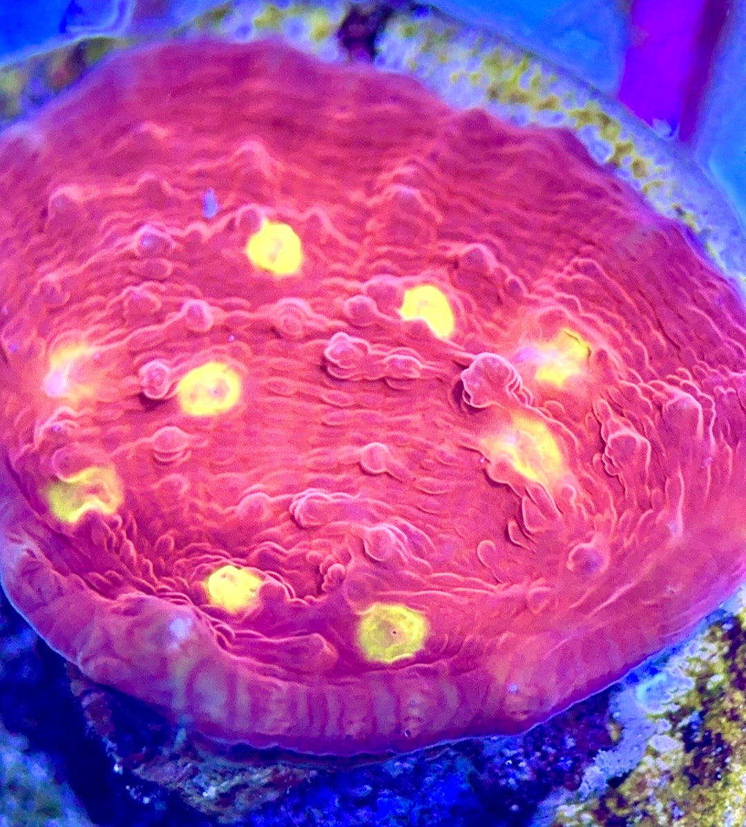 Golden Eye Chalice - Violet Aquarium 