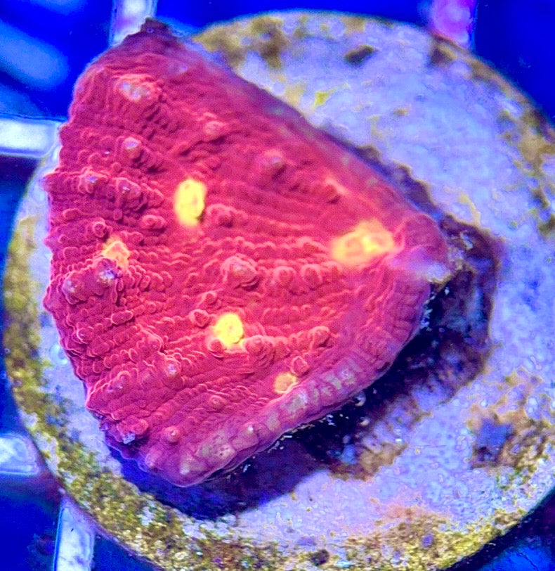 Golden Eye Chalice GEC102602 WYSIWYG