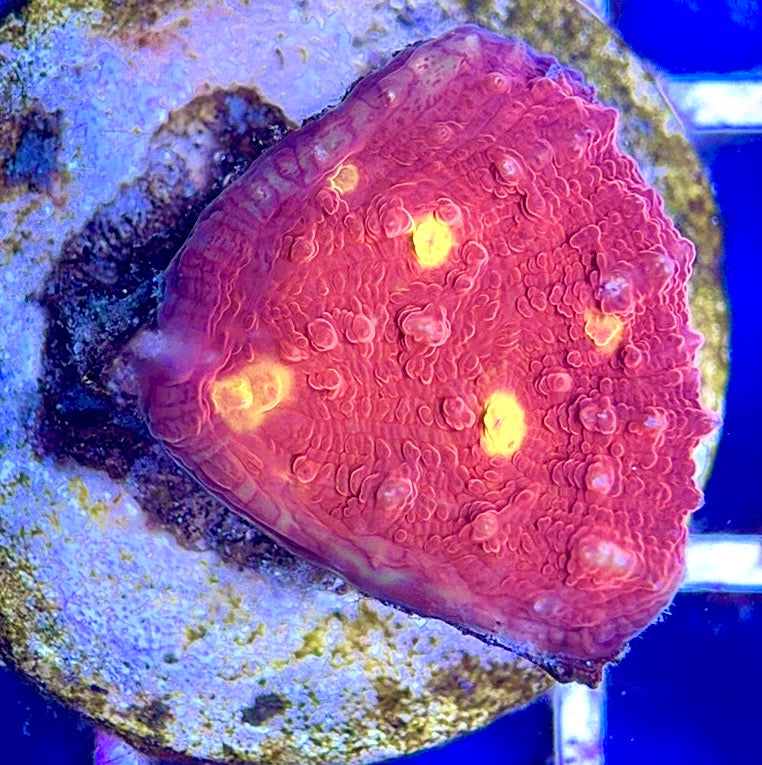 Golden Eye Chalice - Violet Aquarium 