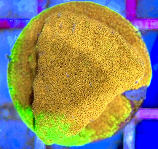 Yellow Yutz Psammacora YYP102801 WYSIWYG