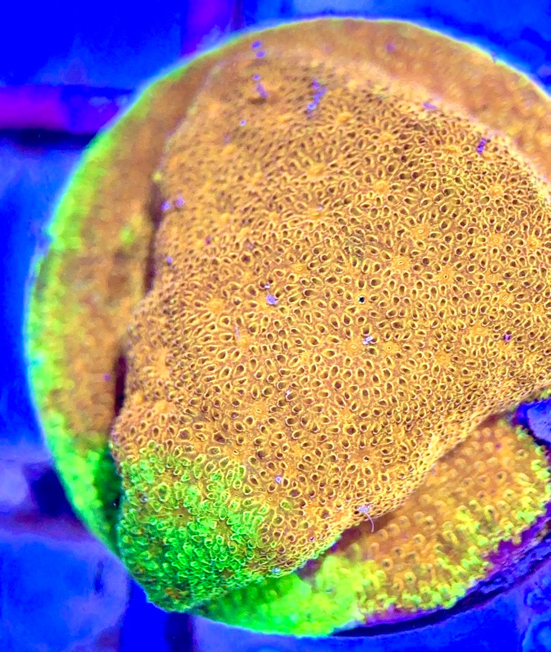 Yellow Yutz Psammocora  Size: S 0.75" to 1" Diamter Approx - Violet Aquarium 