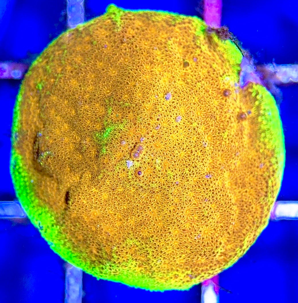 Yellow Yutz Psammacora YYP102802 WYSIWYG