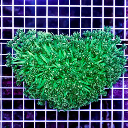 Western Australia Fancy Neon Goniopora WAFNG020602 WYSIWYG