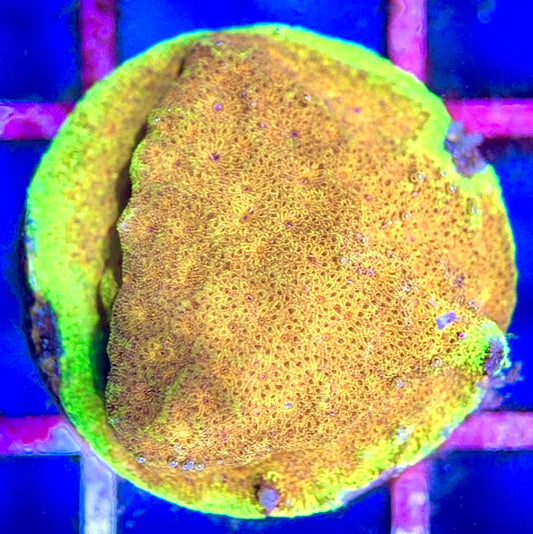 Yellow Yutz Psammacora YYP102803 WYSIWYG