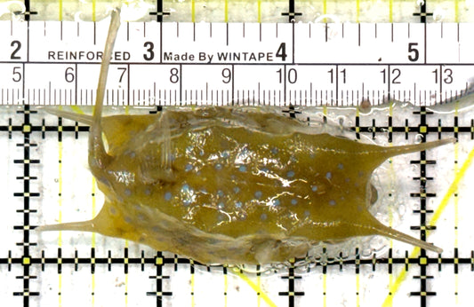 Longhorn Cowfish LC090301 WYSIWYG Size: S 3" approx