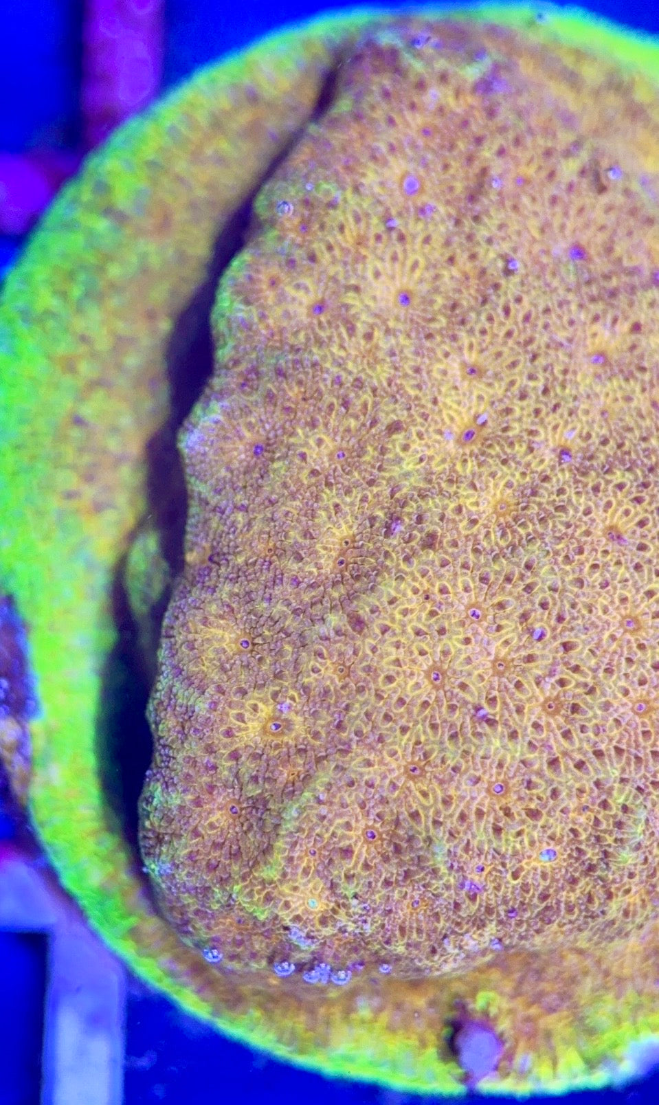 Yellow Yutz Psammocora  Size: S 0.75" to 1" Diamter Approx - Violet Aquarium 