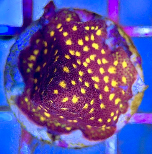 Flowering Orange Pavona FOP102601 WYSIWYG