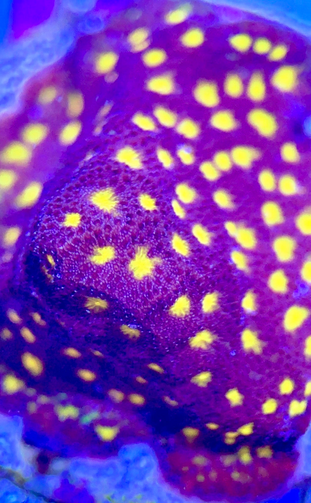 Flowering Orange Pavona FOP102601 WYSIWYG