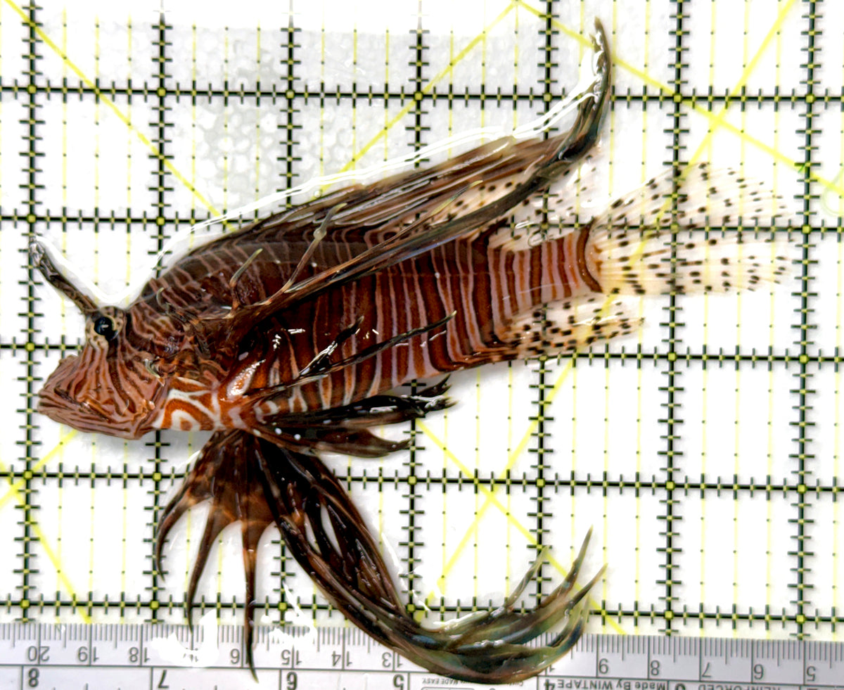 Red Volitan Lionfish RVL091201 WYSIWYG Size: XL 6" approx