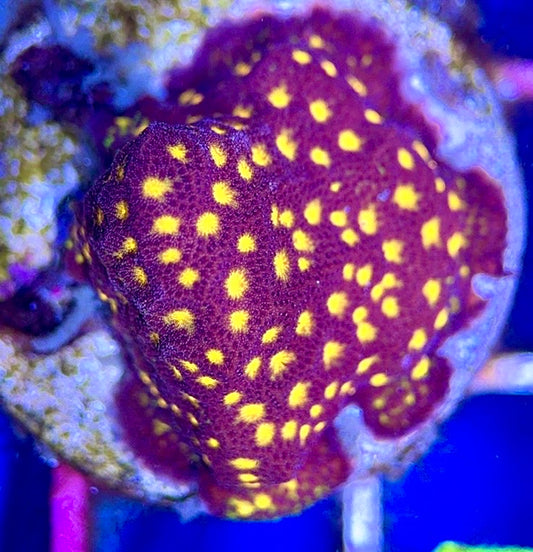 Flowering Orange Pavona FOP102602 WYSIWYG