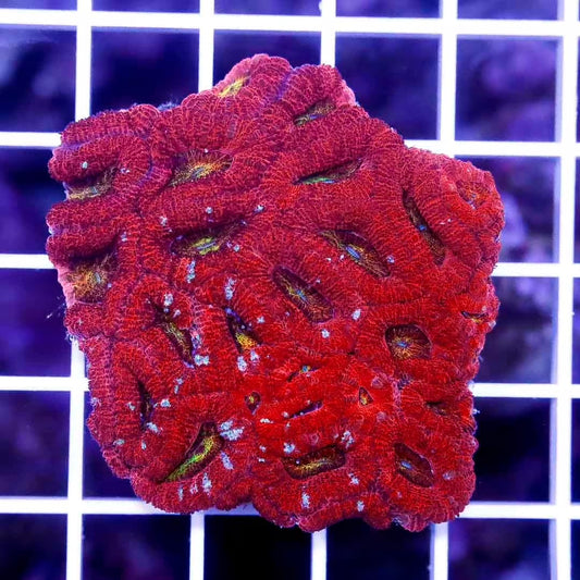 Aussie Red Acan Lordhowensis ARAL020602 WYSIWYG