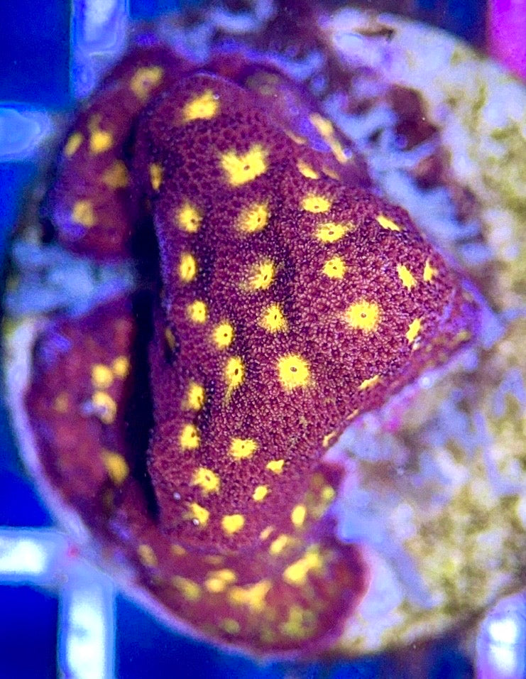 Flowering Orange Pavona FOP102603 WYSIWYG