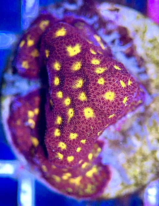 Flowering Orange Pavona FOP102603 WYSIWYG