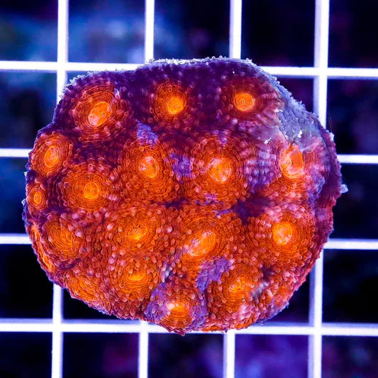 Aussie Blood Orange Acan Echinata ABOAE020601 WYSIWYG