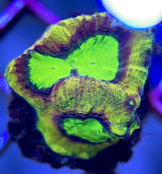 Tri-Color Dragon Soul Favia TCDSF102602 WYSIWYG