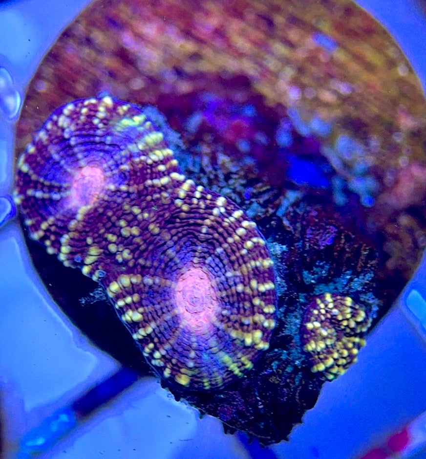 VA Ultra Pink Eye Favia Size: M 0.75" to 1" Frag