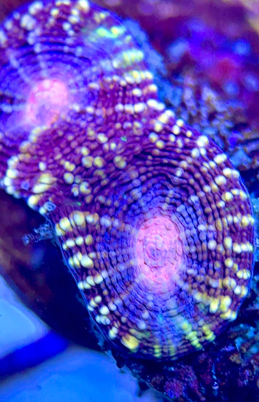 VA Ultra Pink Eye Favia Size: M 0.75" to 1" Frag