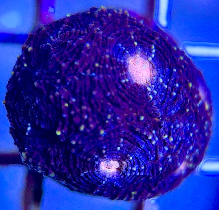 VA Ultra Pink Eye Favia Size: M 0.75" to 1" Frag