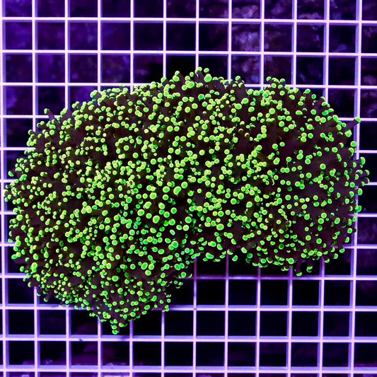 Western Australia Toxic Frogspawn WATF020601 WYSIWYG