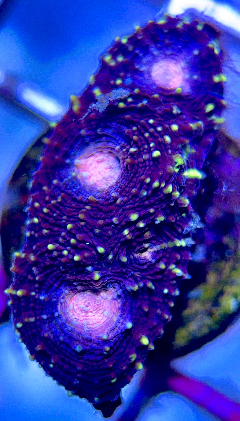 VA Ultra Pink Eye Favia VAEPF102603 WYSIWYG