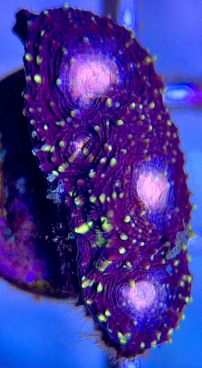 VA Ultra Pink Eye Favia VAEPF102603 WYSIWYG