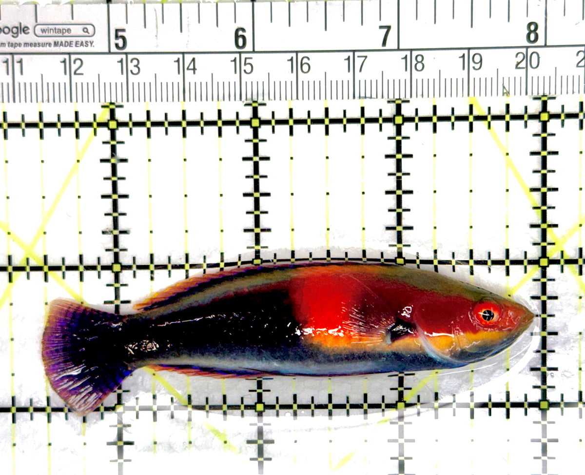 Katherine's Fairy Wrasse KFW091501 WYSIWYG Size: XL 3.5" approx
