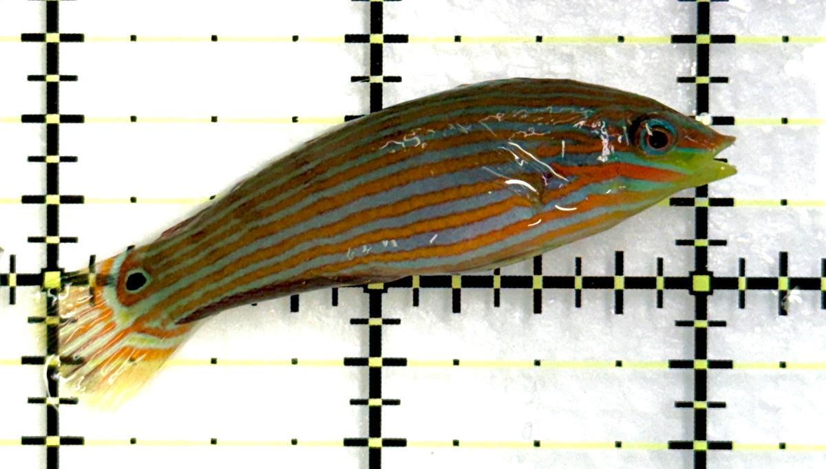Melanurus Wrasse MW091201 WYSIWYG Size: M 2" approx